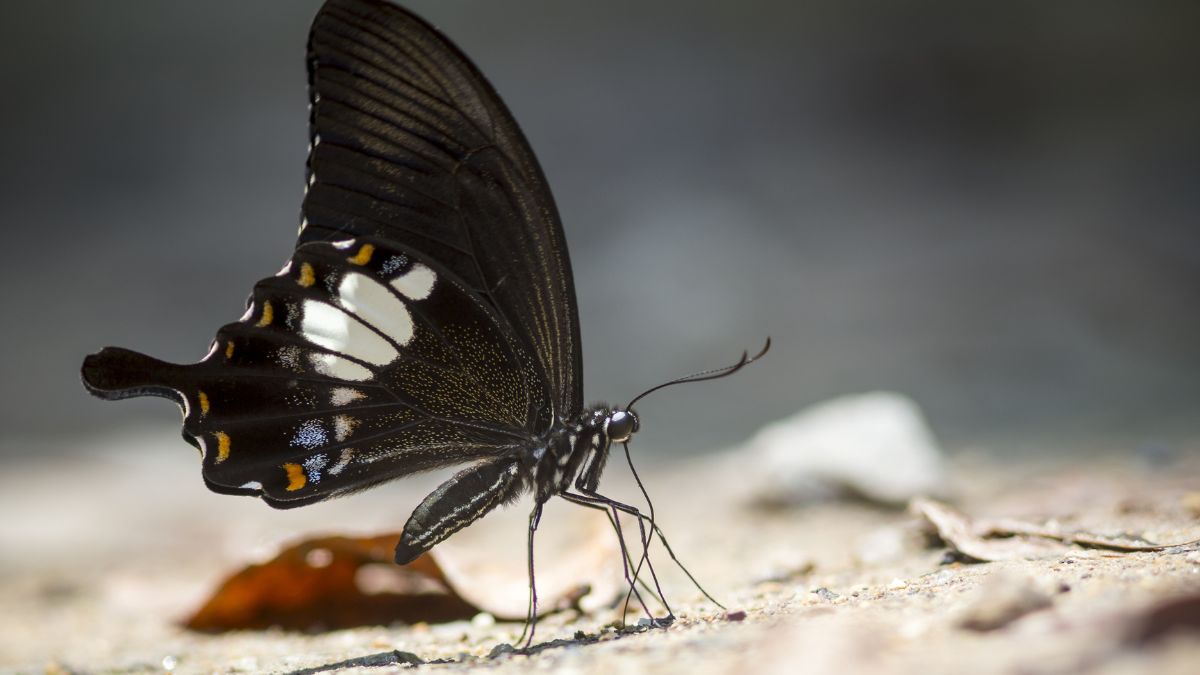 Borboleta preta significado: Descubra o que ela representa! 7 Borboleta preta significado