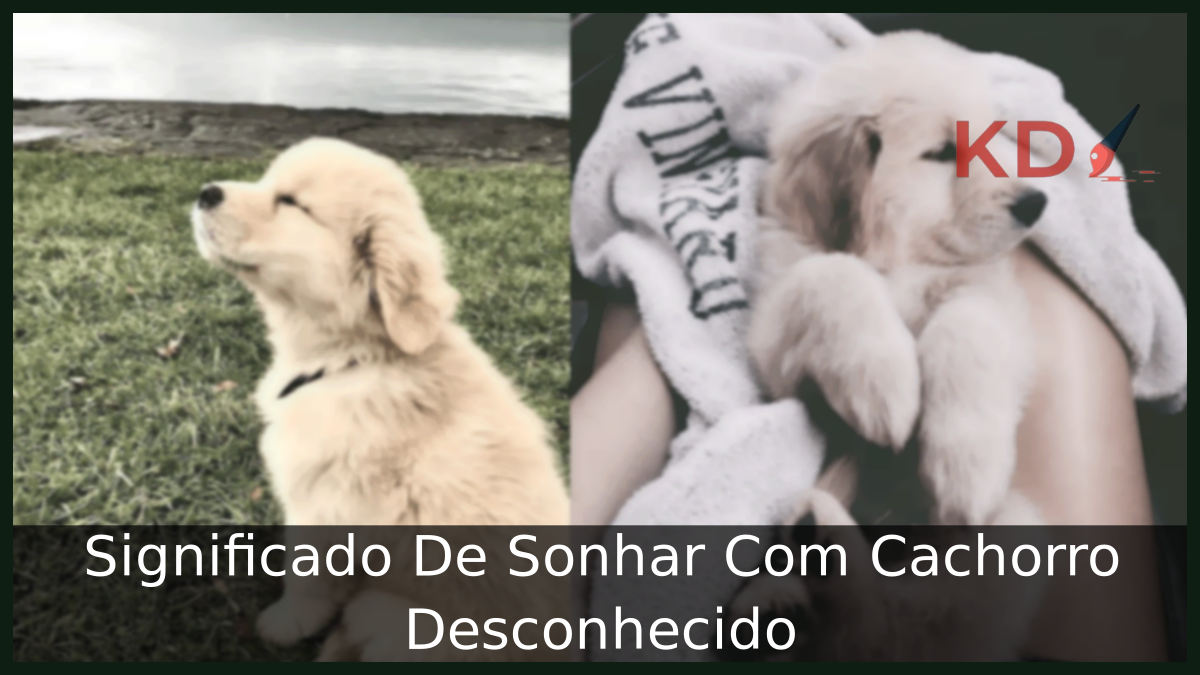 Sonhar Com Cachorro Desconhecido