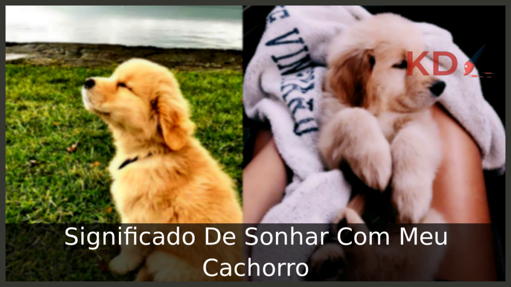  Sonhar Com Meu Cachorro