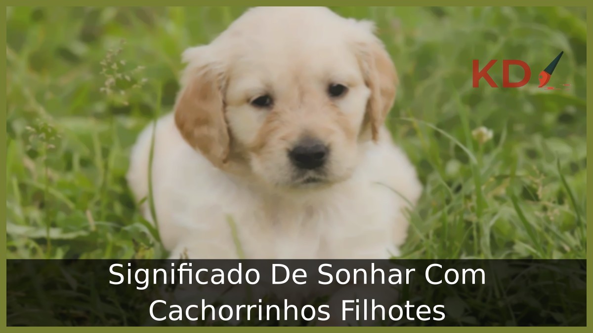 Sonhar Com Cachorrinhos Filhotes: Significado real do sonho! 9 Sonhar Com Cachorrinhos Filhotes