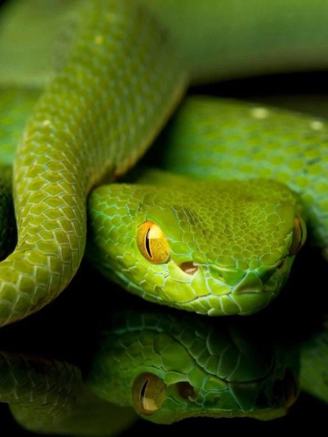 Sonhar com cobra verde