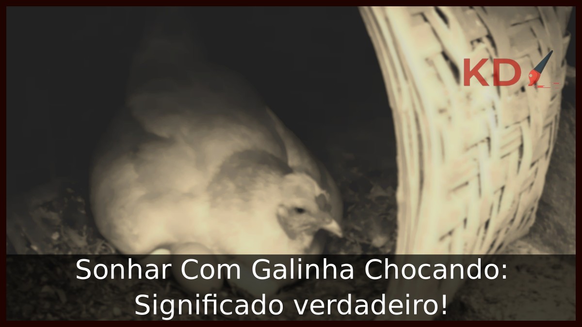 Sonhar Com Galinha Chocando