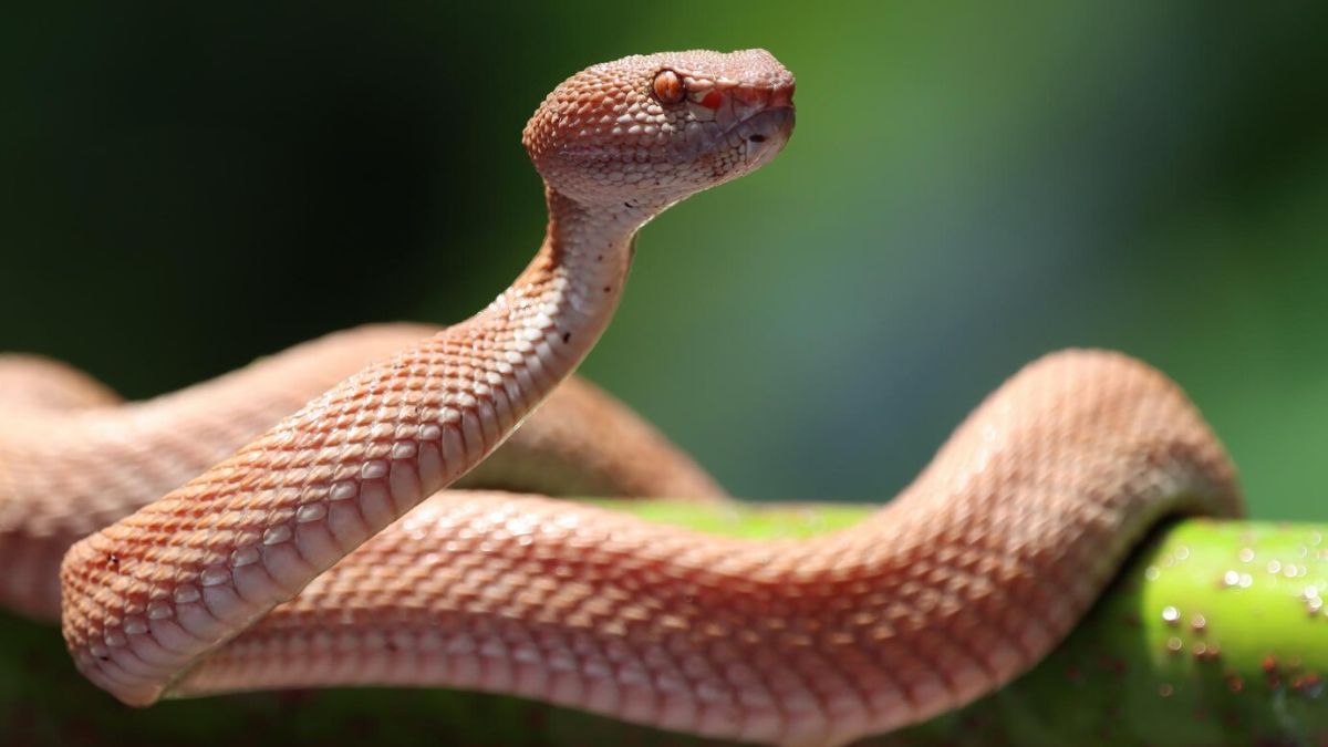 Sonhar cobra correndo atrás de mim