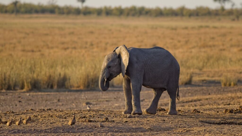 Sonhar Com Elefante Filhote