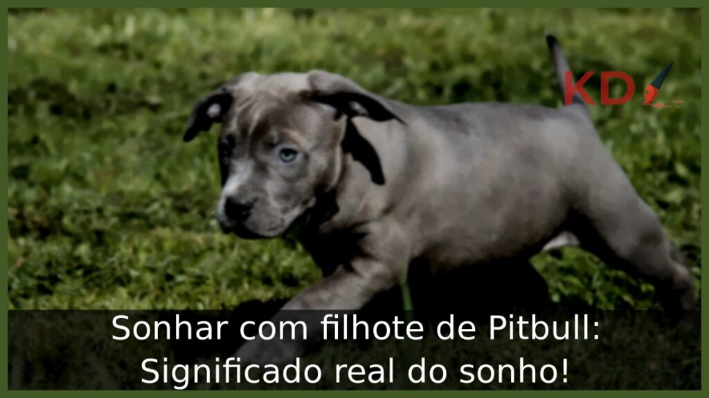Sonhar com filhote de Pitbull: Significado real do sonho! 1 Sonhar com filhote de Pitbull