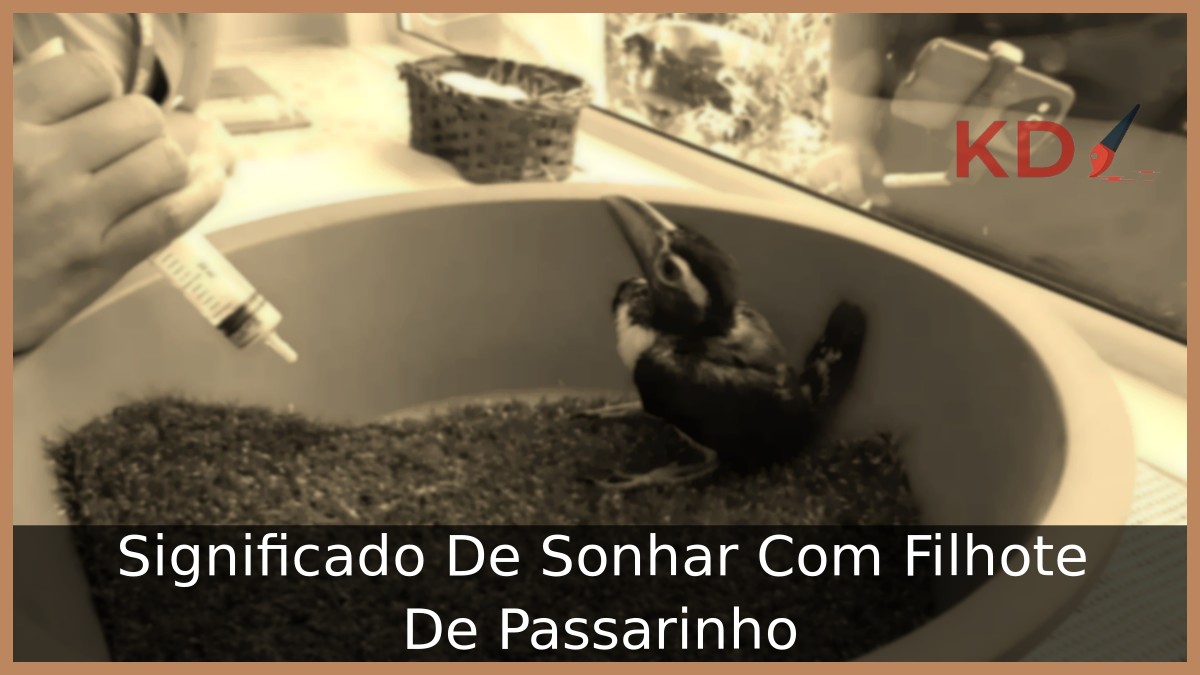 Sonhar Com Filhote De Passarinho: Significado real! 8 Sonhar Com Filhote De Passarinho