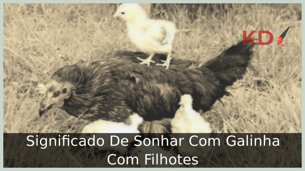 Sonhar Com Galinha Com Filhotes: O que significa? 1 Sonhar Com Galinha Com Filhotes