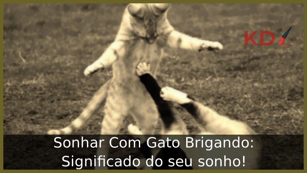 Sonhar Com Gato Brigando
