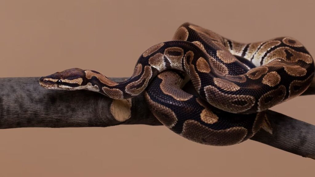 Sonhar matando cobra
