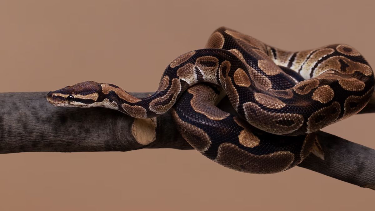 Sonhar matando cobra: Significado REAL do sonho! 6 Sonhar matando cobra