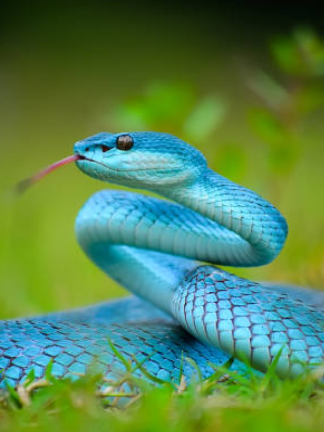 Cobra azul