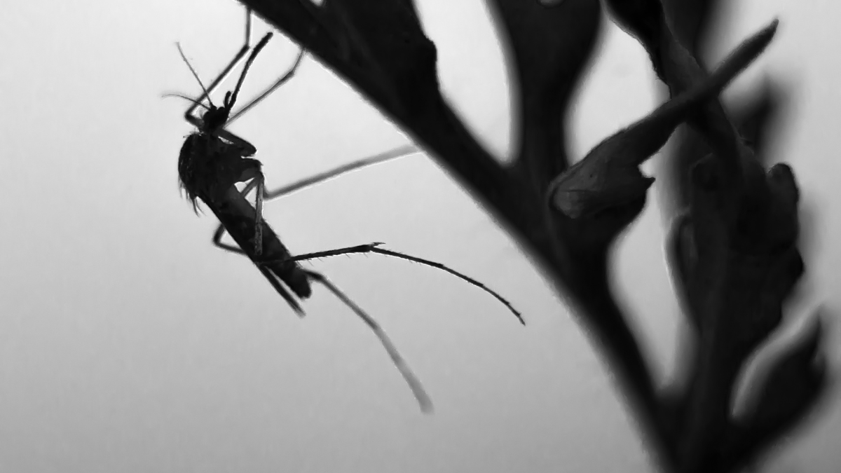 Plantas repelentes de mosquitos
