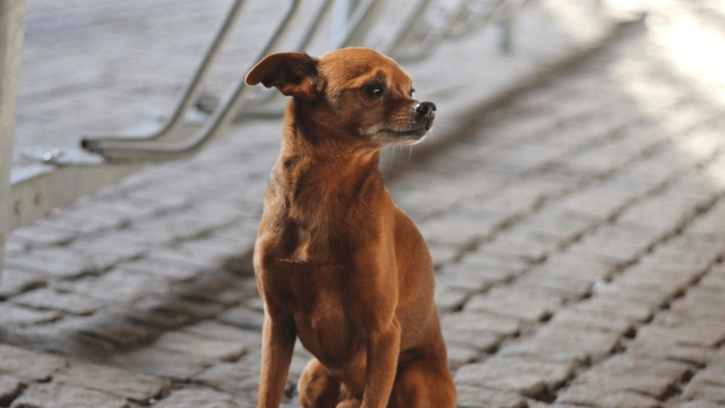 Nomes femininos para pinscher
