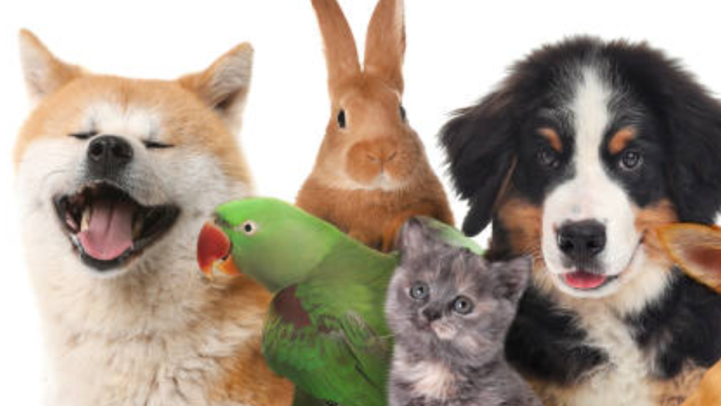 Pets