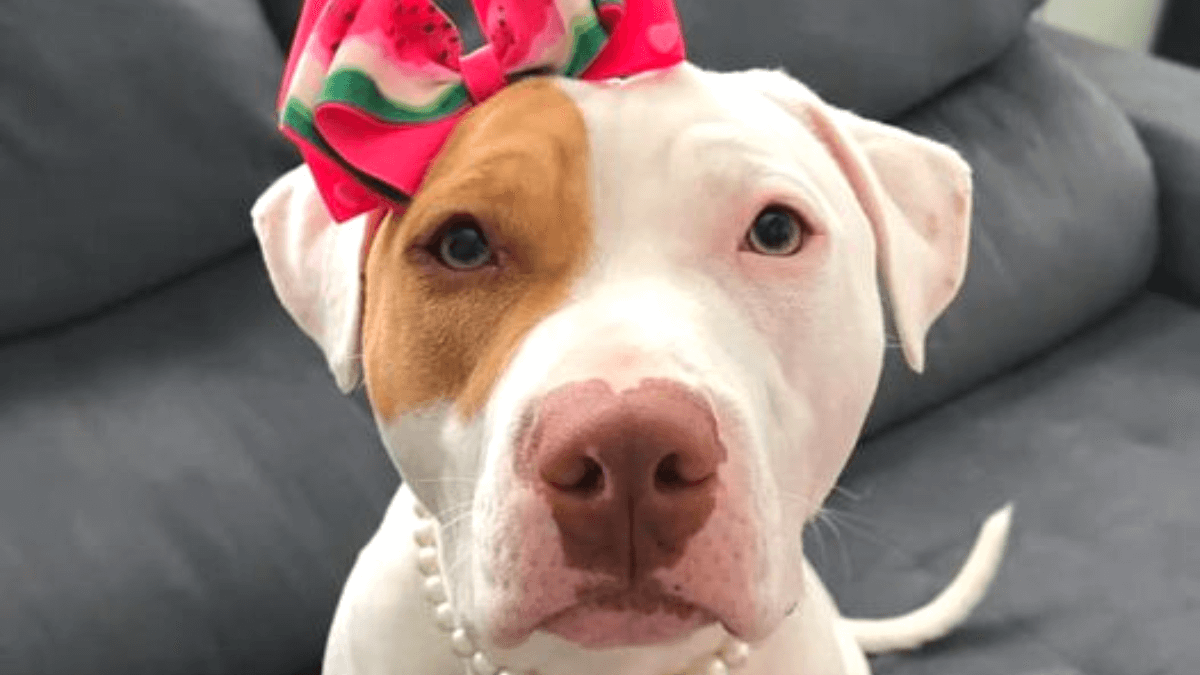 Nomes para pitbull fêmea, mais de 600 ideias incríveis! 4 Pitbull fêmea