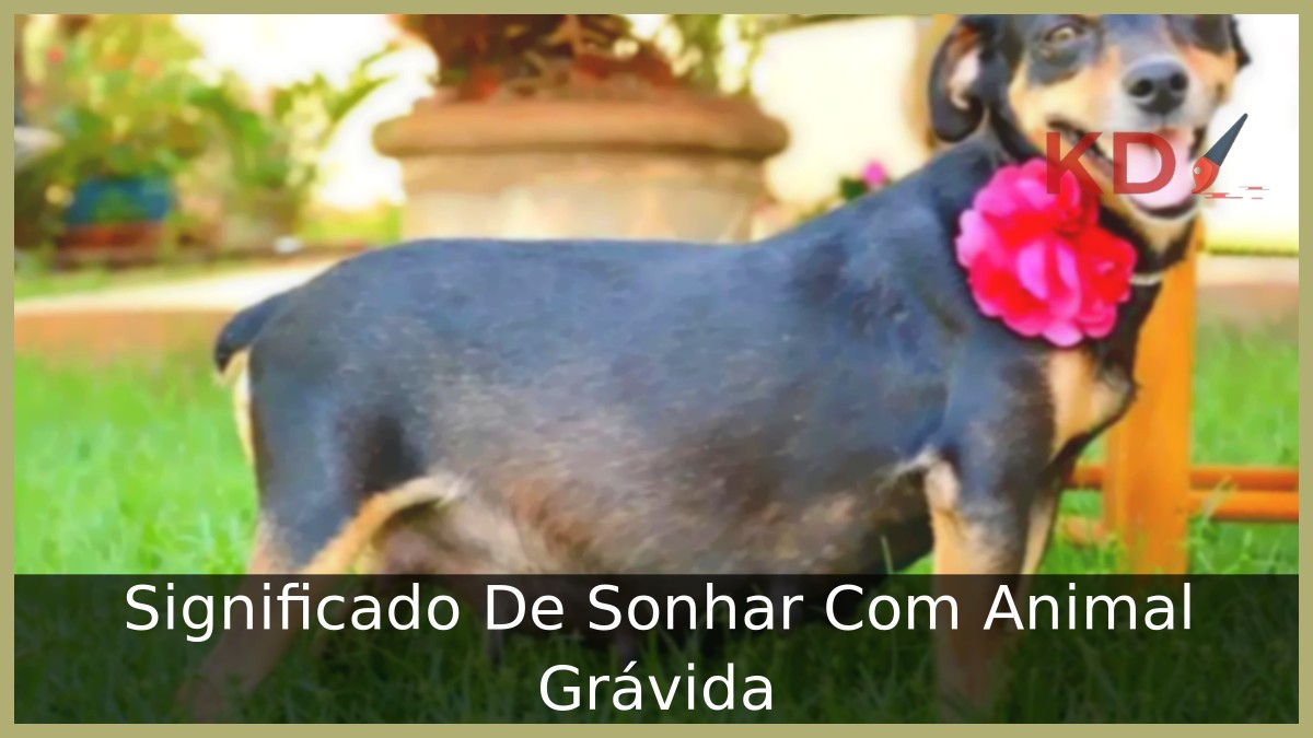 Sonhar Com Animal Grávida