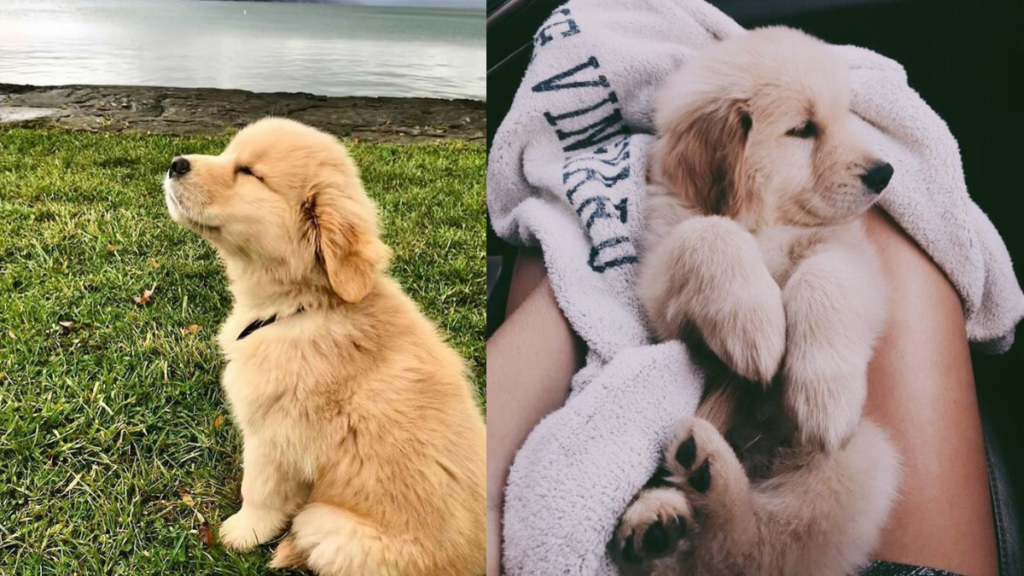Sonhar Com Vários Cachorrinhos