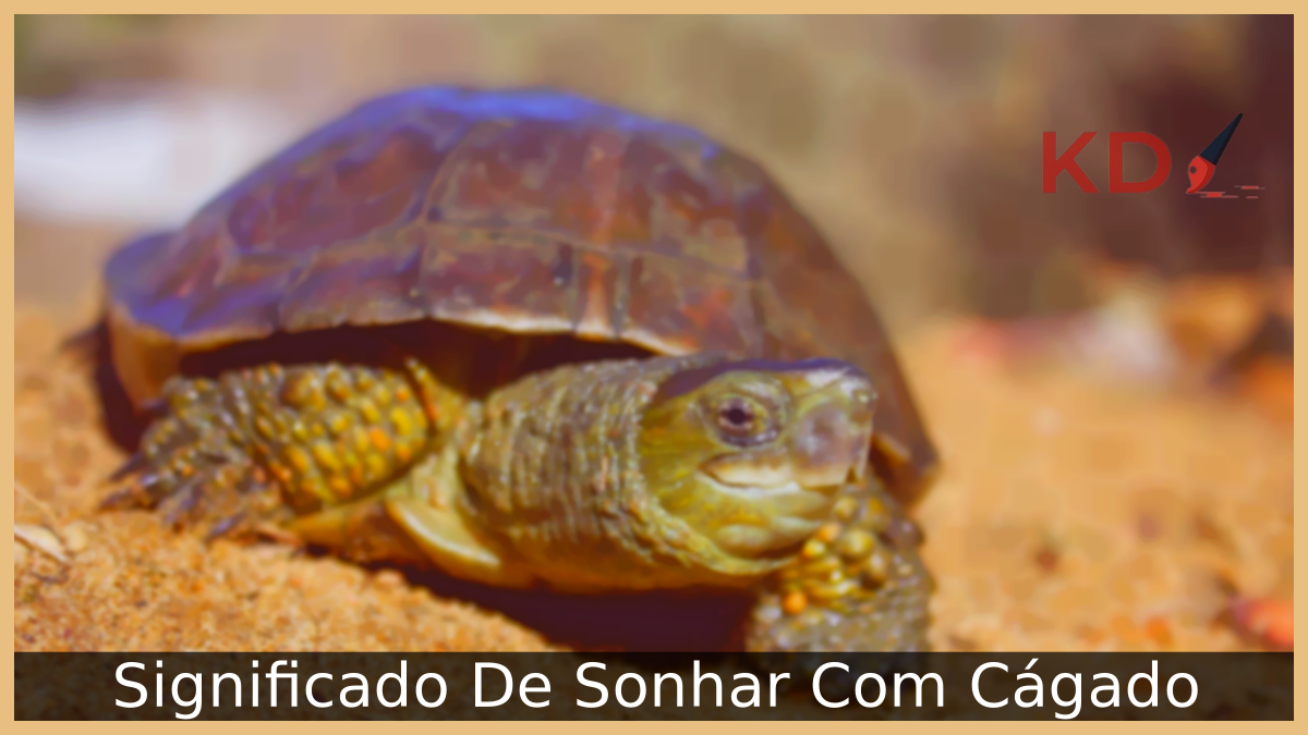Sonhar Com Cágado