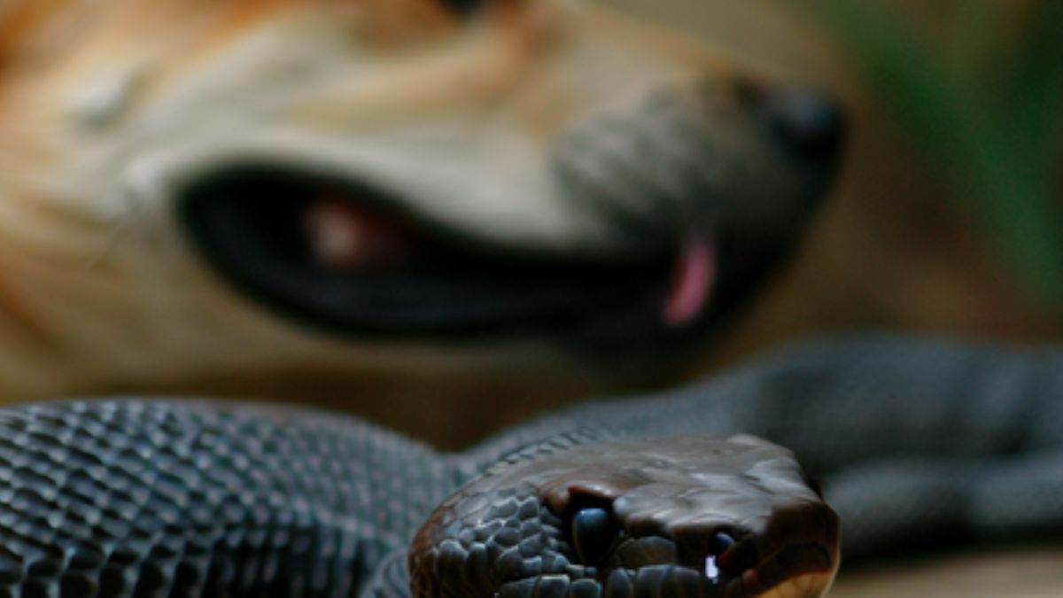 Sonhar com Cobra e Cachorro: Decifrando os Enigmáticos Sonhos!