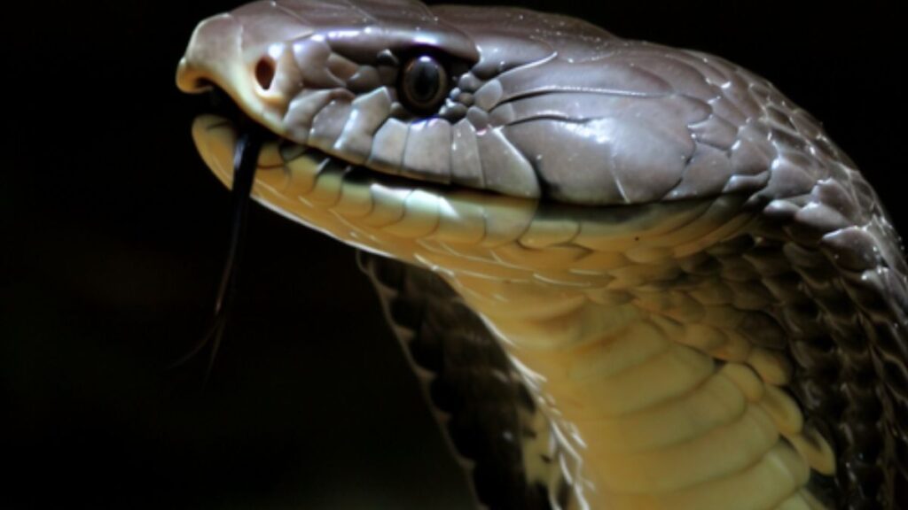Sonhar com cobra grande mansa.