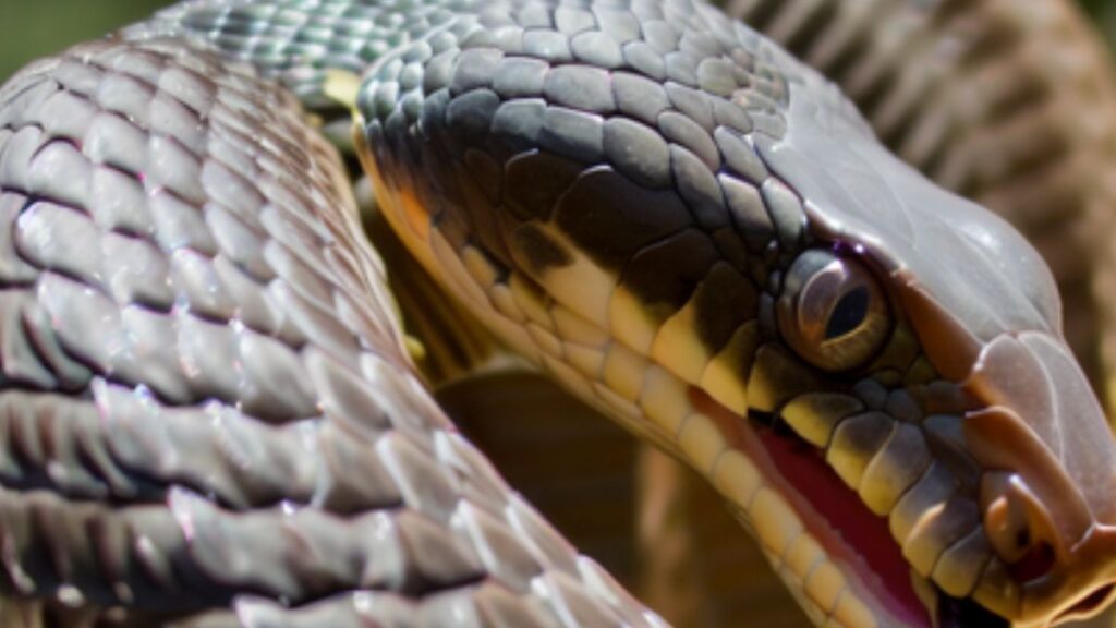 Sonhar com cobra enrolando na perna: interpretações e simbolismos! 2 Sonhar com cobra enrolando na perna