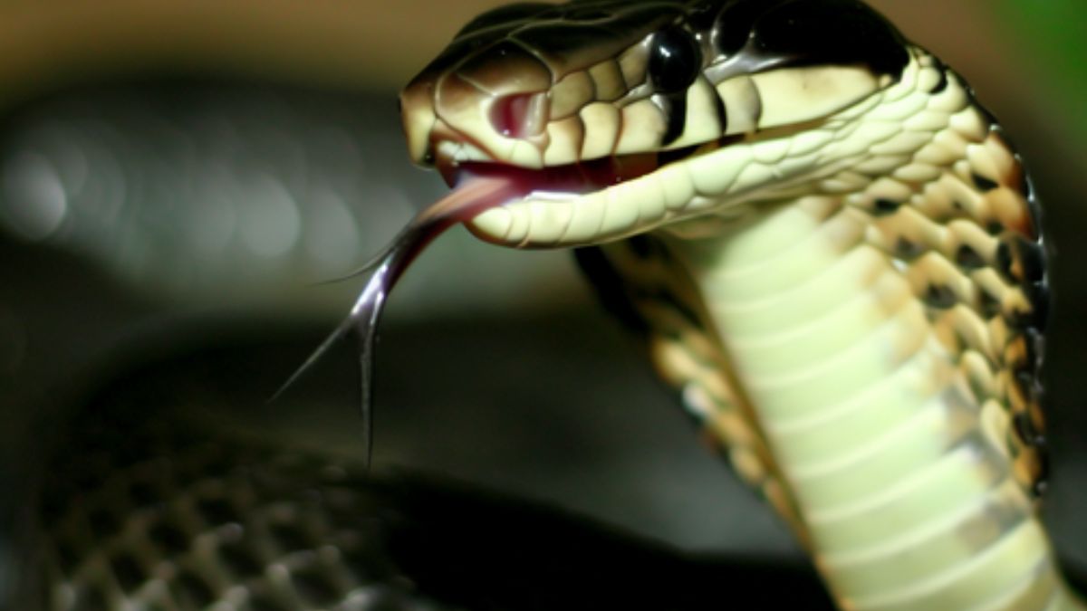 Sonhar com cobra mordendo a mão.