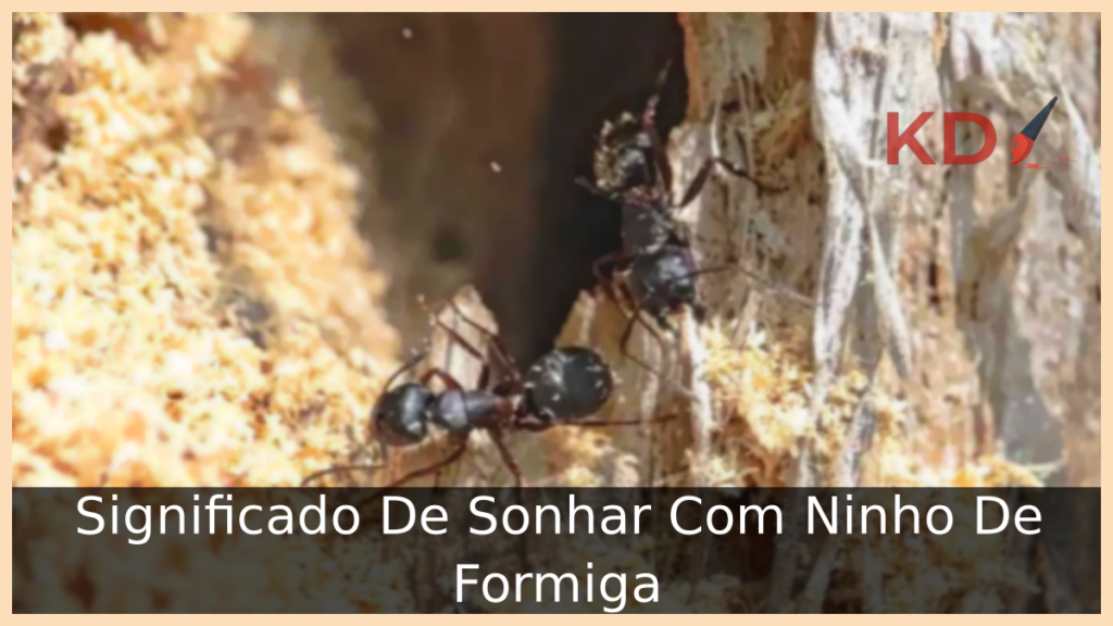 Significado De Sonhar Com Ninho De Formiga 1 Sonhar Com Ninho De Formiga