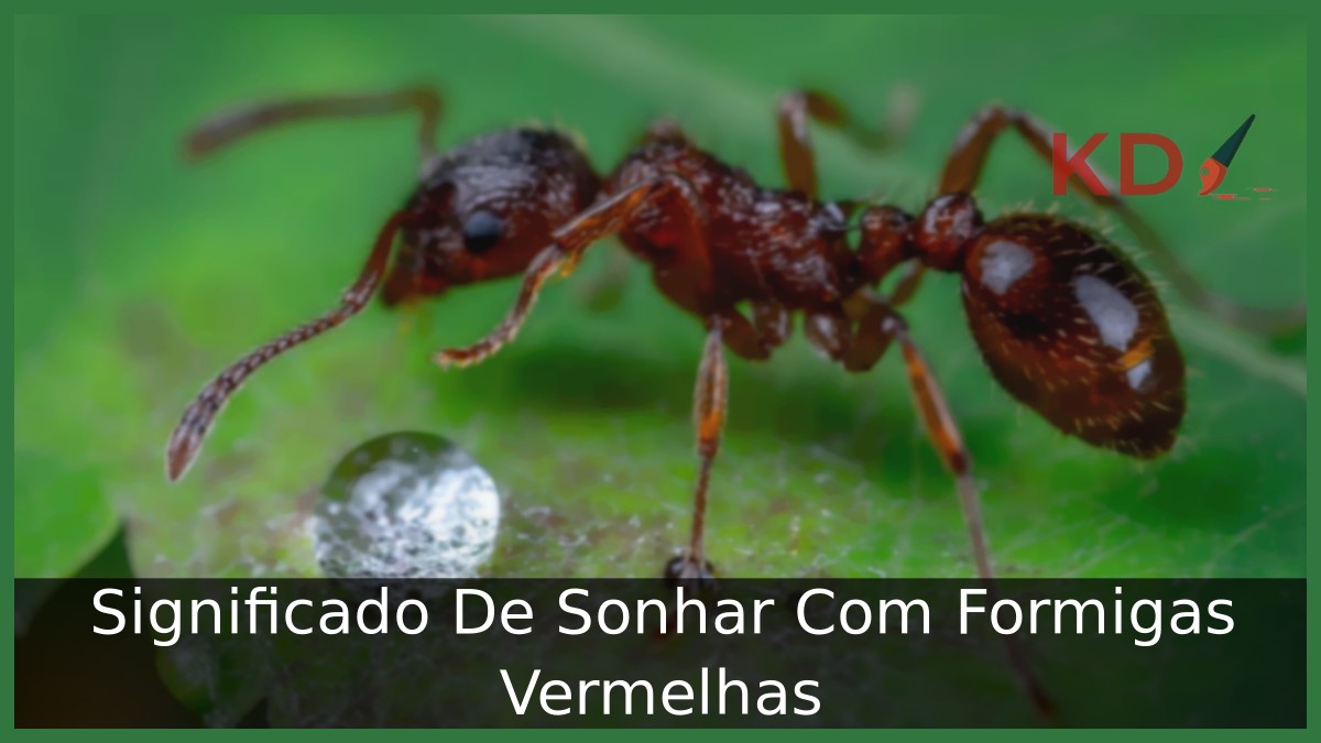 Sonhar Com Formigas Vermelhas