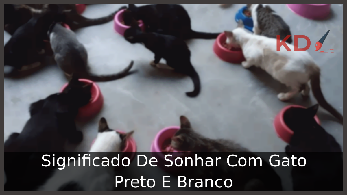 Significado De Sonhar Com Gato Preto E Branco 3 Sonhar Com Gato Preto E Branco