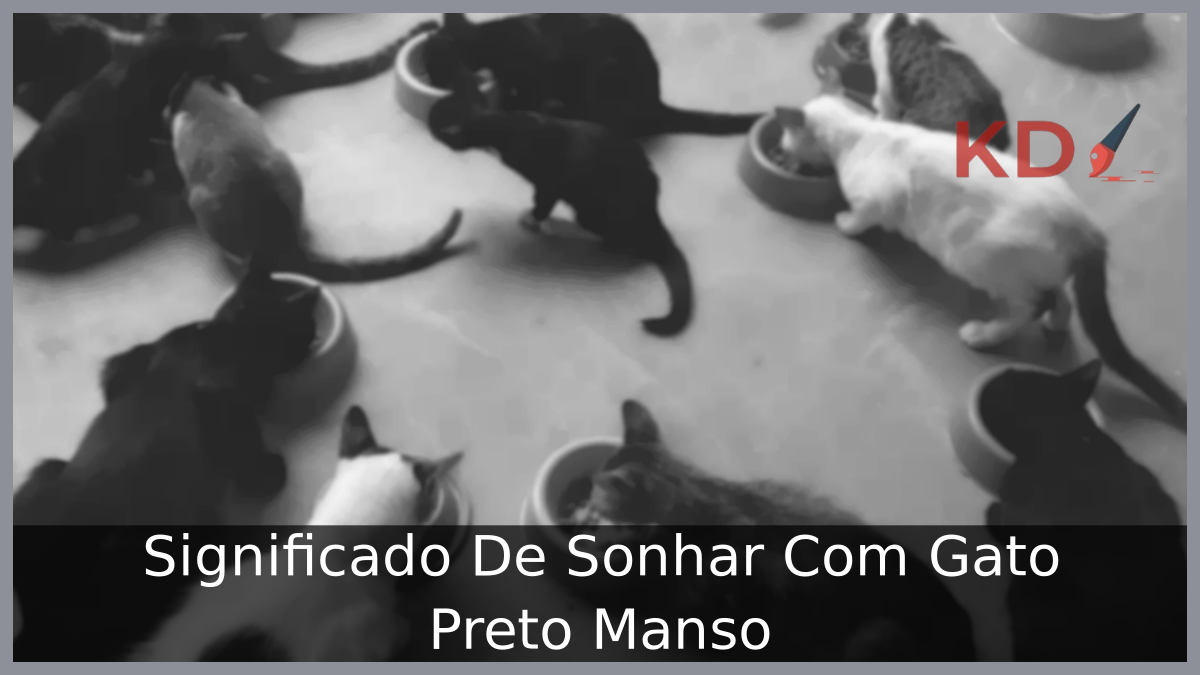 Sonhar Com Gato Preto Manso