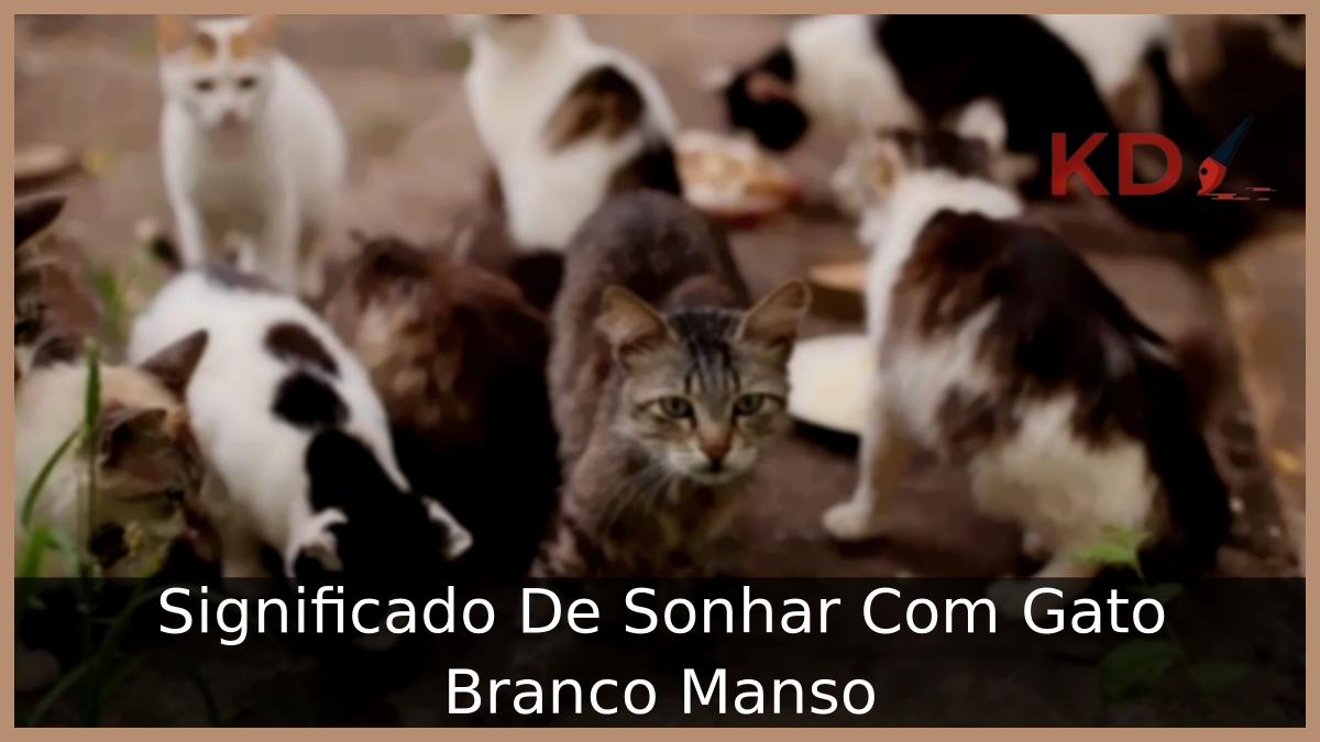 Significado De Sonhar Com Gato Branco Manso 4 Sonhar Com Gato Branco Manso