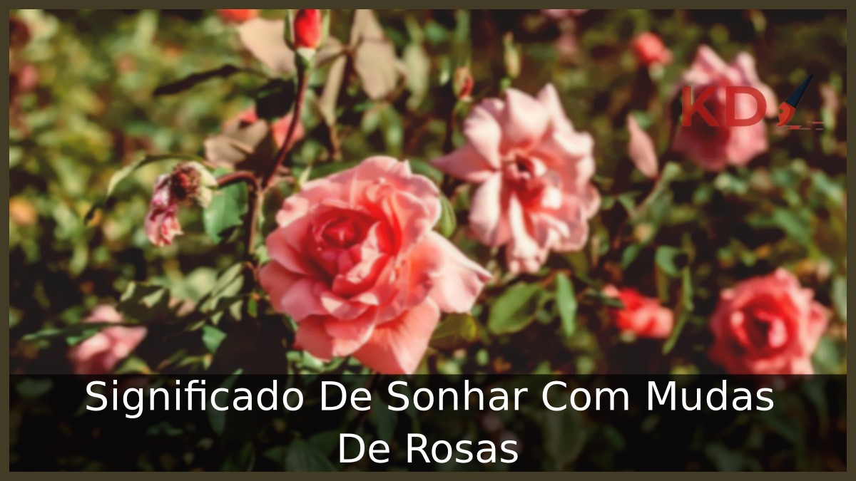 Sonhar Com Mudas De Rosas: Entenda o Significado! 3 Sonhar Com Mudas De Rosas