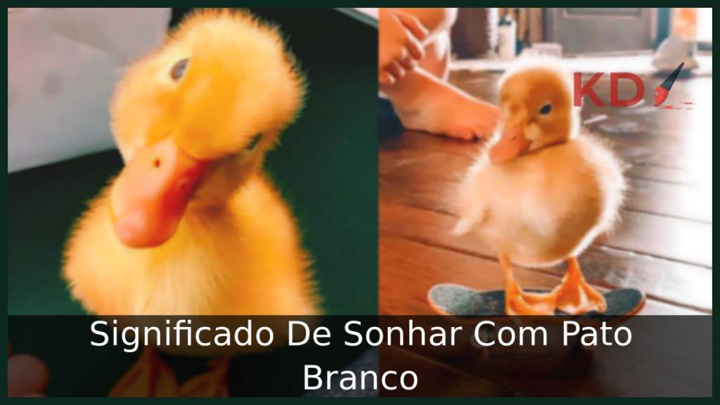 Sonhar Com Pato Branco