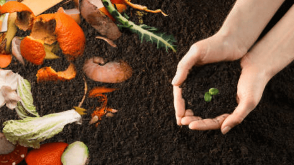 Adubo para plantas com casca de verdura