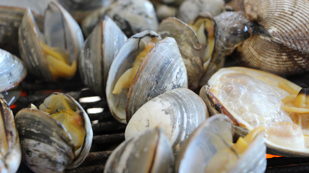 Nomes de frutos do mar, conheça os 11 mais comuns! 13 Amêijoa