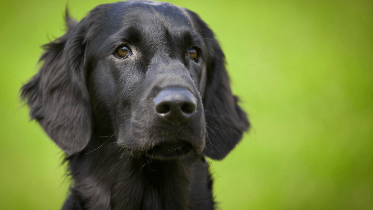 Nomes para cachorro preto, mais de 580 variedades aqui! 9 Cachorro preto