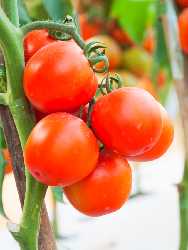 Cultivar tomates