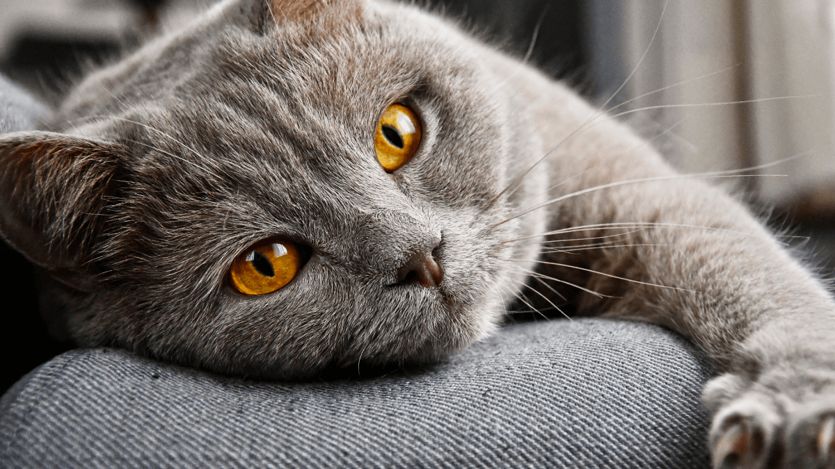 Nomes de gatos famosos, mais de 370 inspirações imperdíveis! 4 Nomes de gatos famosos