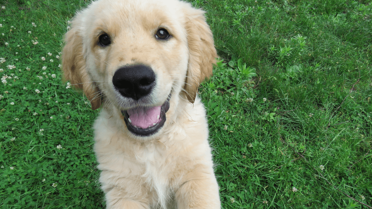 Nomes fortes para cachorro fêmea