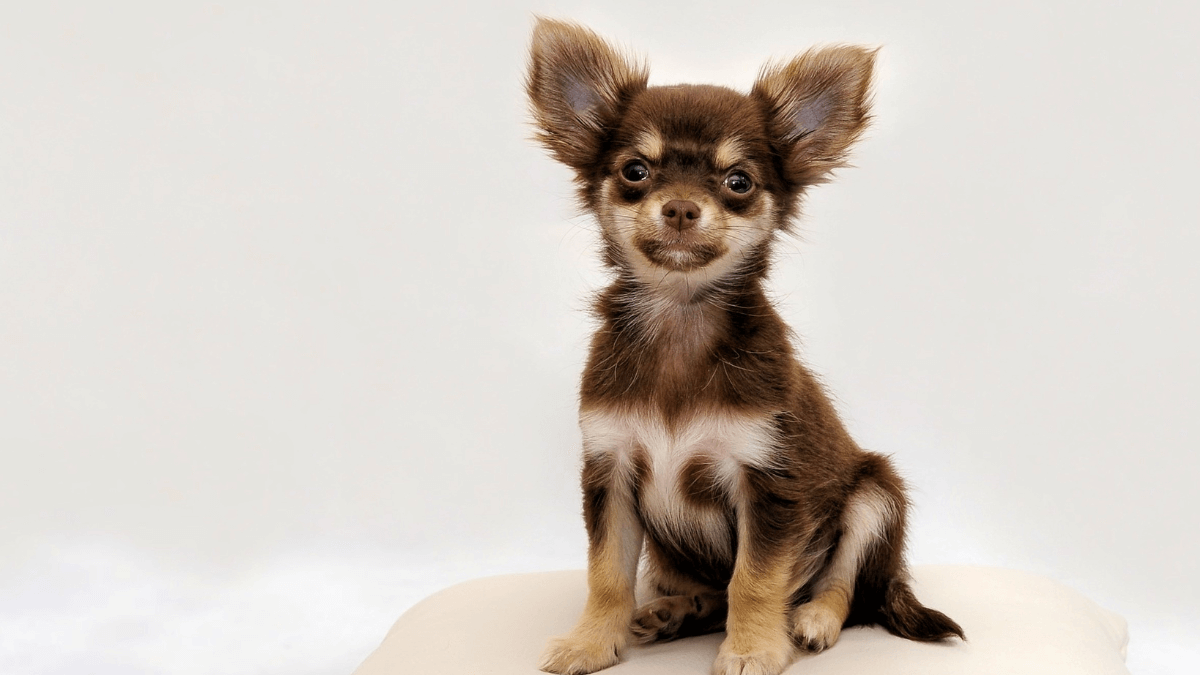 Nomes masculinos para cachorros pequenos