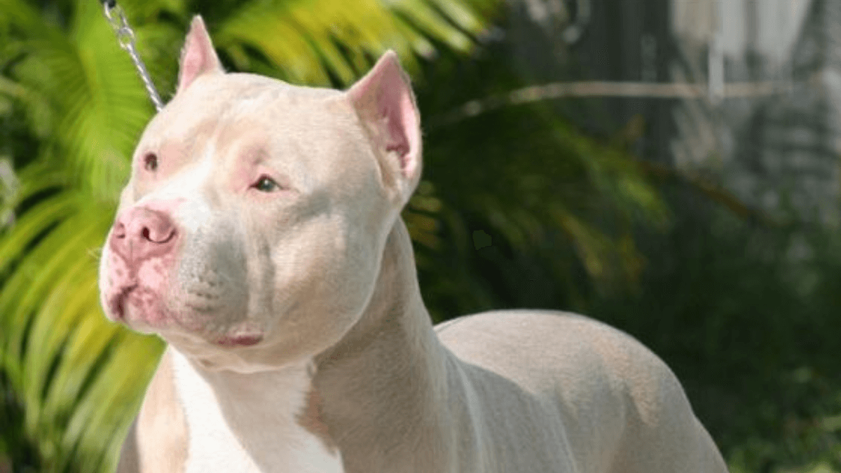 Nomes masculinos para pitbull