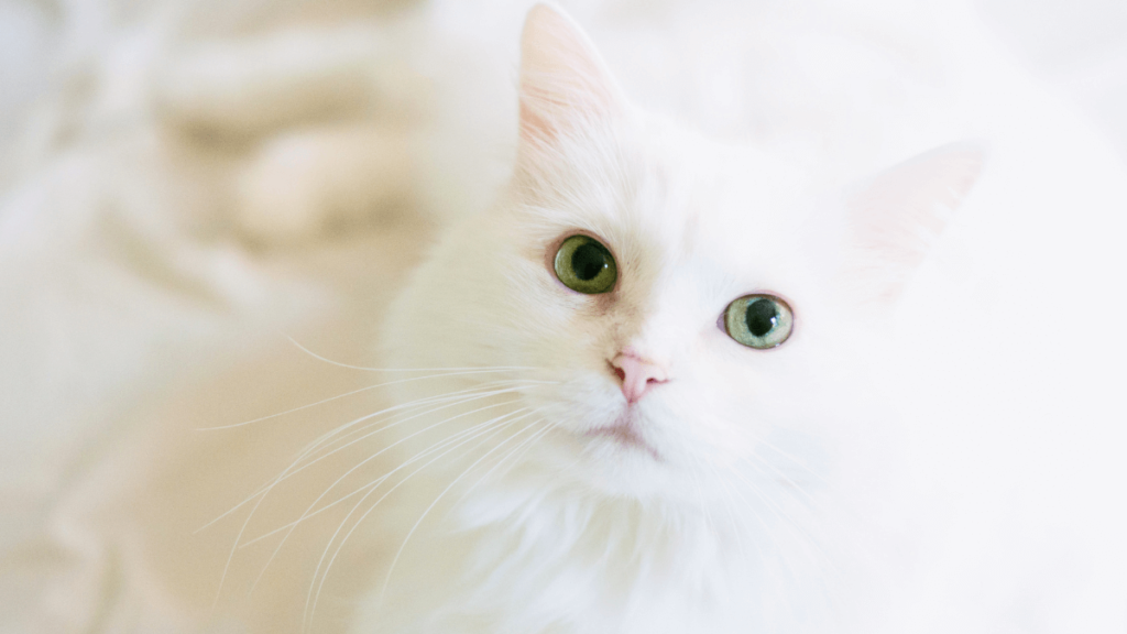 Nomes para gato branco