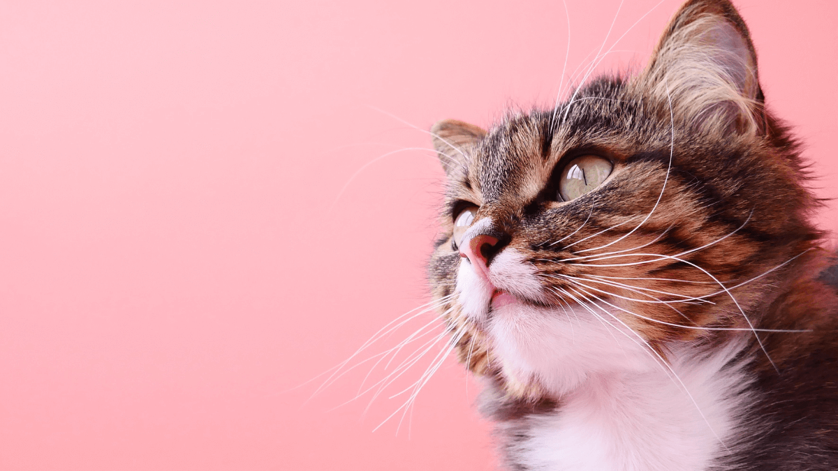 Nomes para gato macho