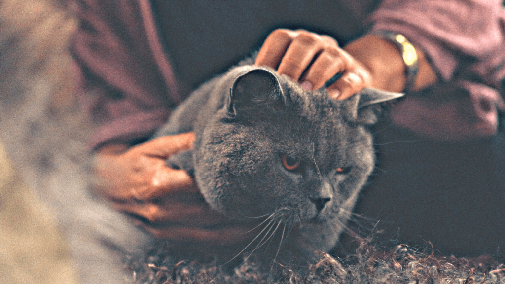 Nomes para gatos de bruxas, mais de 330 opções sombrias! 1 Nomes para gatos de bruxas