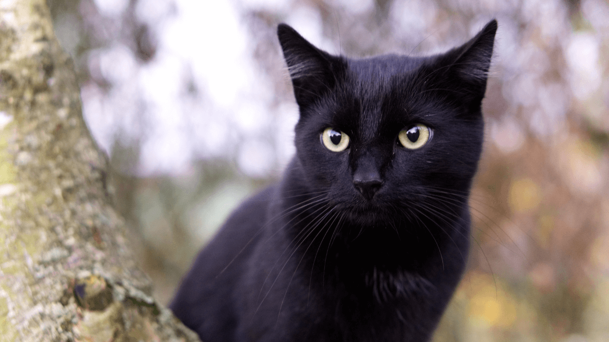 Nomes para gatos pretos, mais de 500 ideias imperdíveis! 6 Gato preto