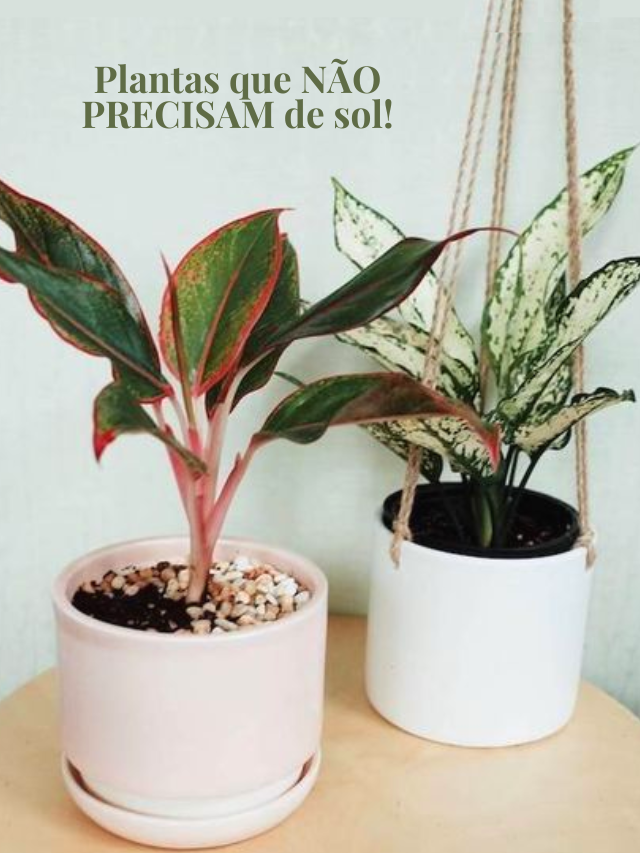 Plantas que não precisam de sol