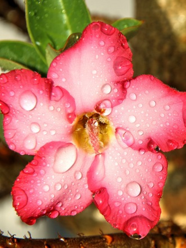 Rosa do Deserto gotas d'água
