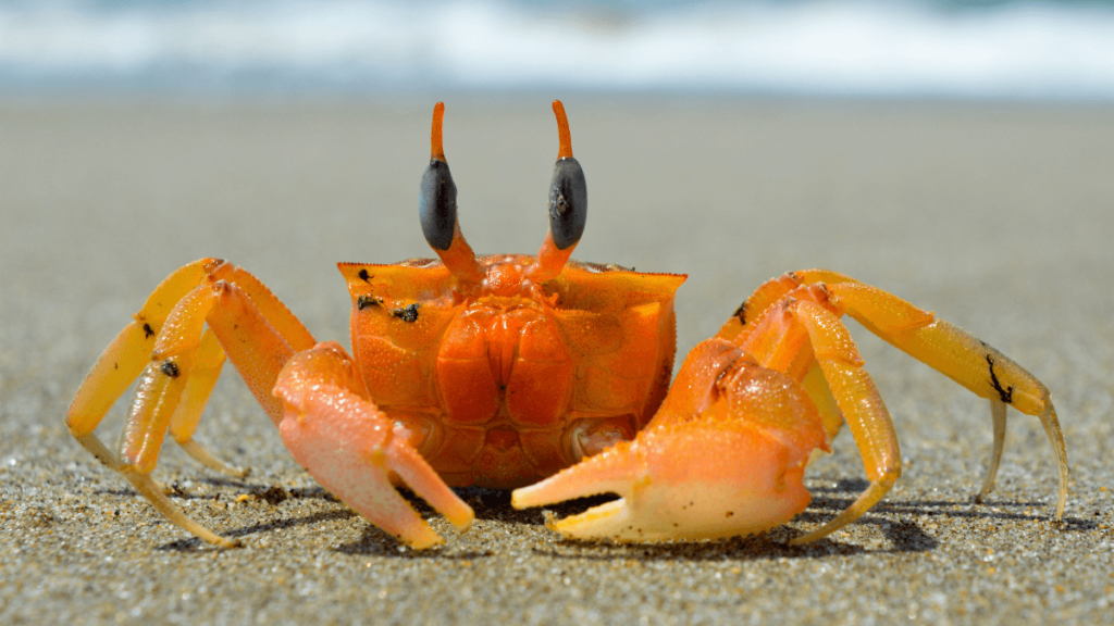 Nomes de frutos do mar, conheça os 11 mais comuns! 9 Siri