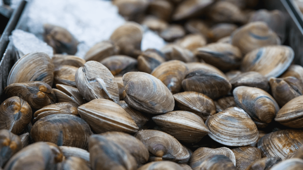 Nomes de frutos do mar, conheça os 11 mais comuns! 11 Vôngole