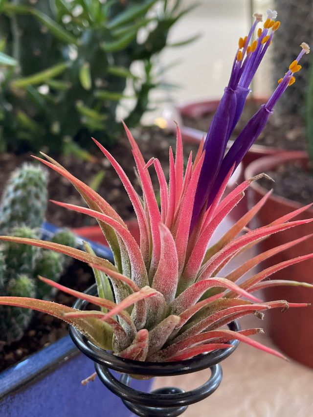 Plantas que não precisam de terra